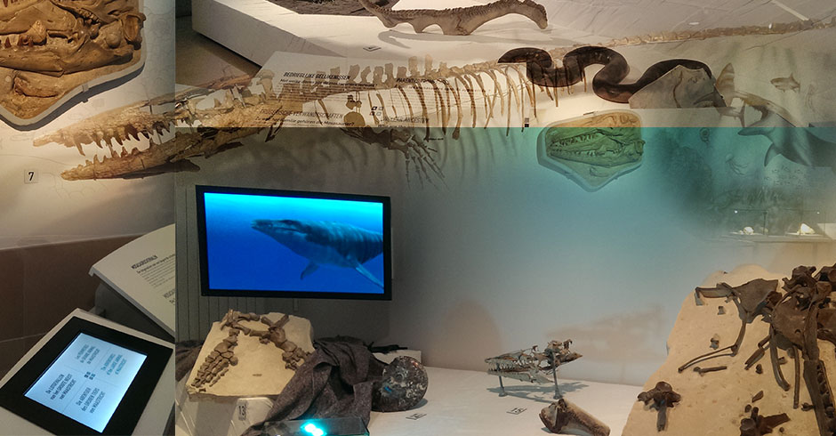 Mosasaurus, Brussel